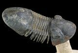 Flying Paralejurus Trilobite Fossil - Natural Work Of Art #49578-2